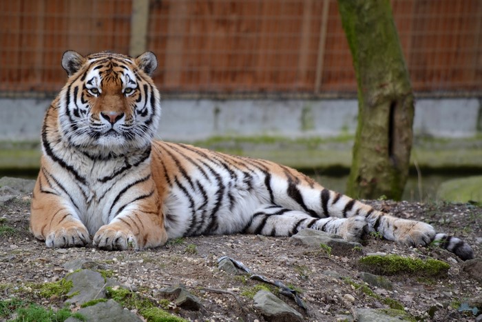 Tiger lying on the ground