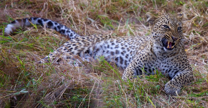 Leopard roaring in tall grass