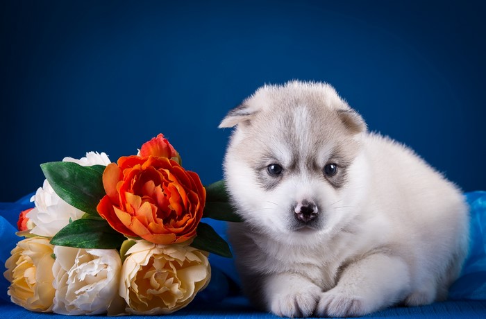 Husky Puppy with Flowers