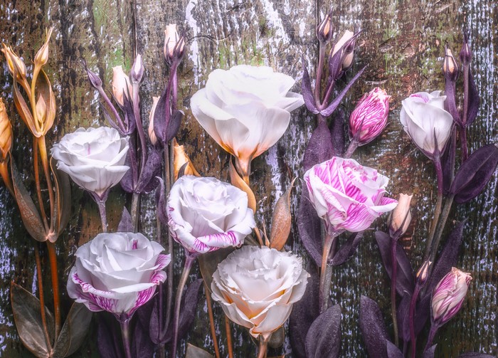 Eustoma flowers on wood planks
