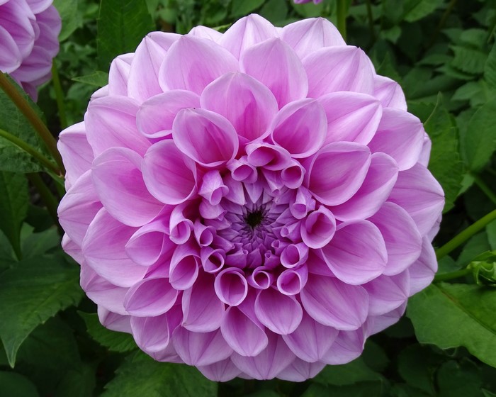 Pink Dahlia flower in bloom