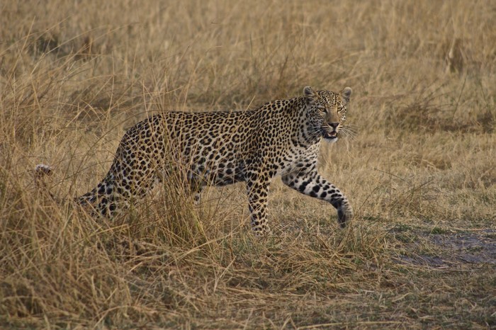 Leopard walking through dry grass