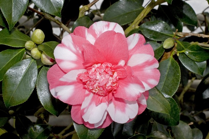 Pink and white camellia flower with buds