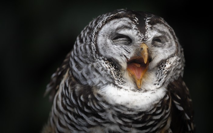 Barred owl yawning with eyes closed