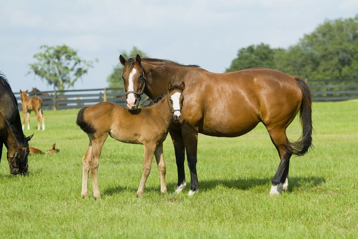 Mother and foal horses in a grassy field