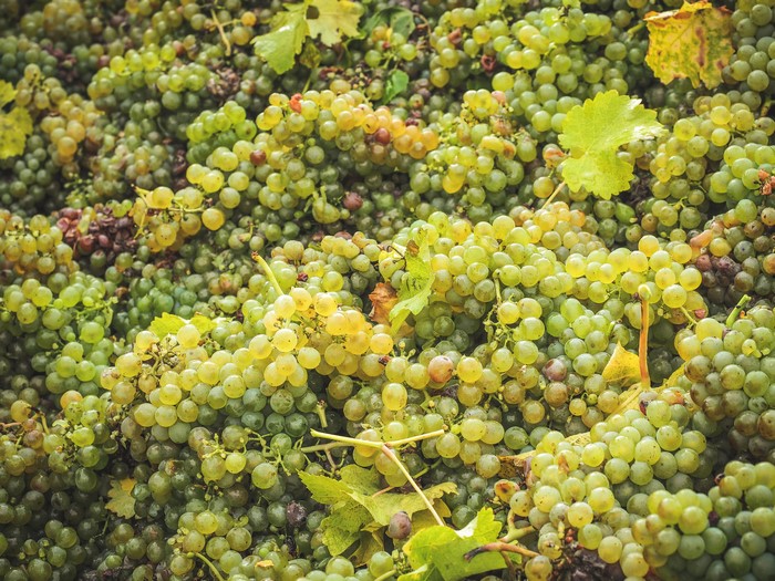 A large pile of ripe white and green grapes