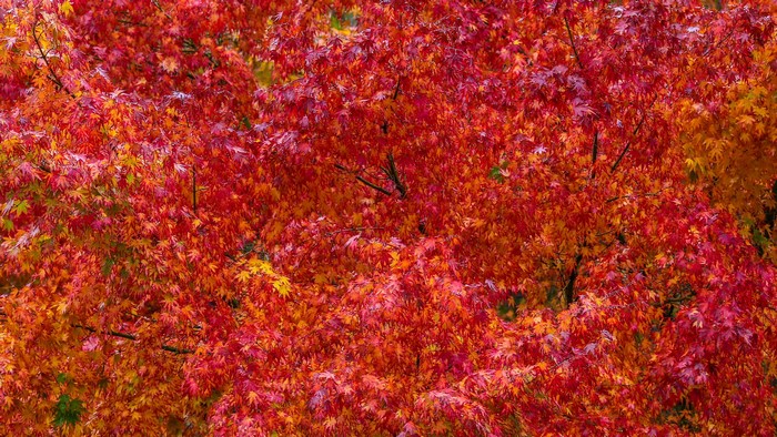 Autumn foliage with red and orange leaves