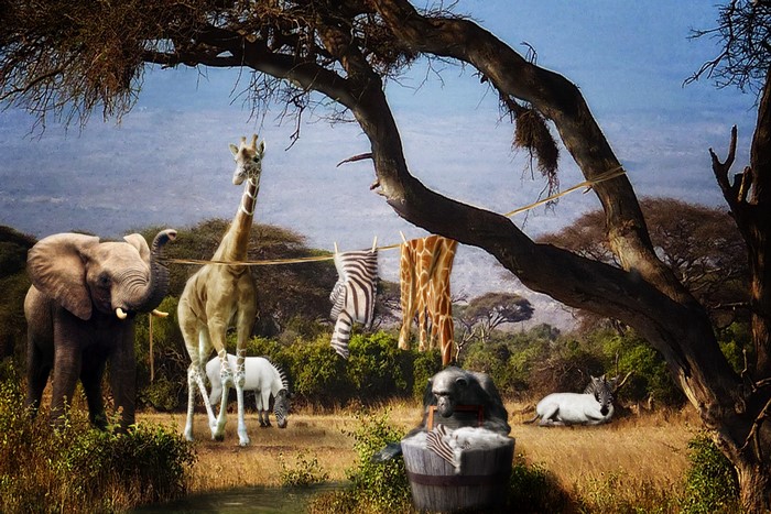 Animals doing laundry in Africa