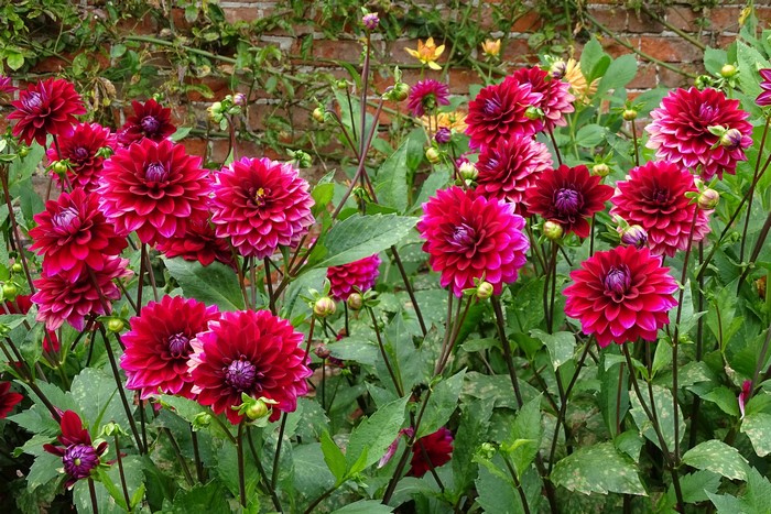 Deep Red Dahlias in Bloom Against Brick Wall