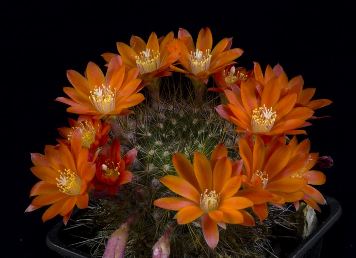 Orange Cactus Flowers on Black Background