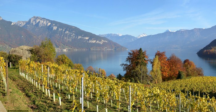 Vineyard overlooking Lake Thun, Switzerland in Autumn