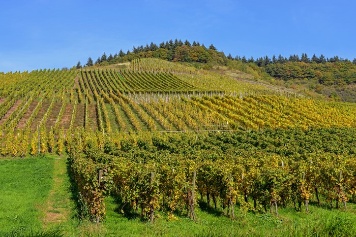 Vineyard on a Hillside in Autumn, Moselle, Germany