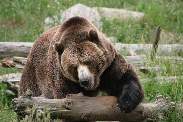 Brown Bear on a log in a grassy field