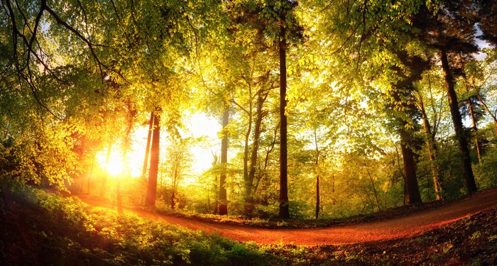 Sunlight filtering through trees in a forest