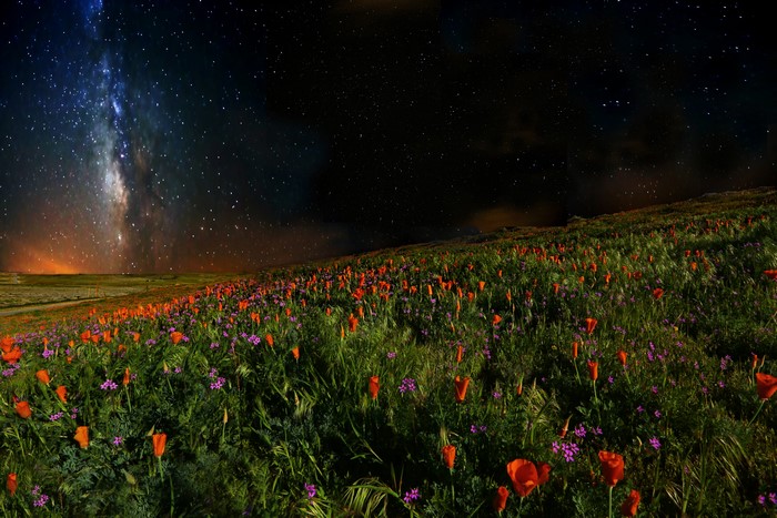 4K Poppies Field Under the Milky Way
