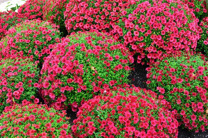 Many Red Chrysanthemums