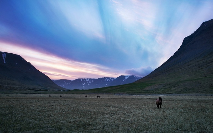 Horses in a field at sunset with mountains