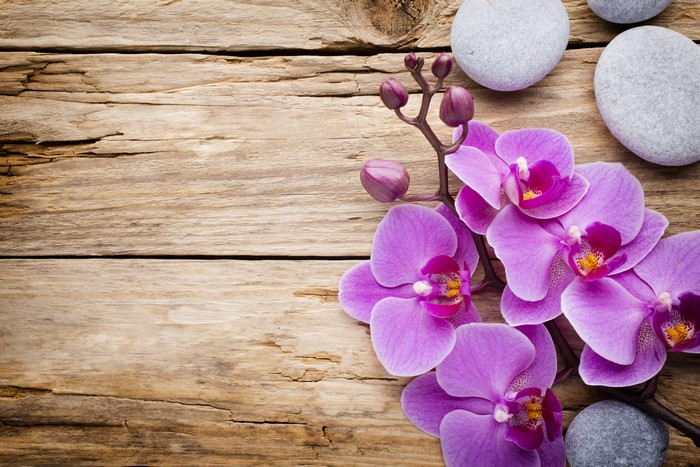 Pink Orchids and Spa Stones on Wood