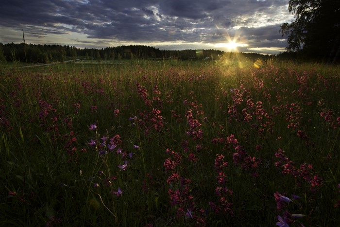 Field of flowers at sunset in Finland