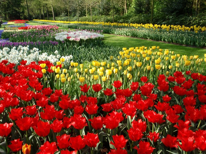 Keukenhof Gardens in the Netherlands with colorful tulips