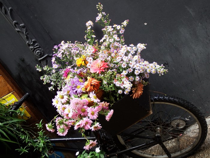 Asters in a bicycle basket