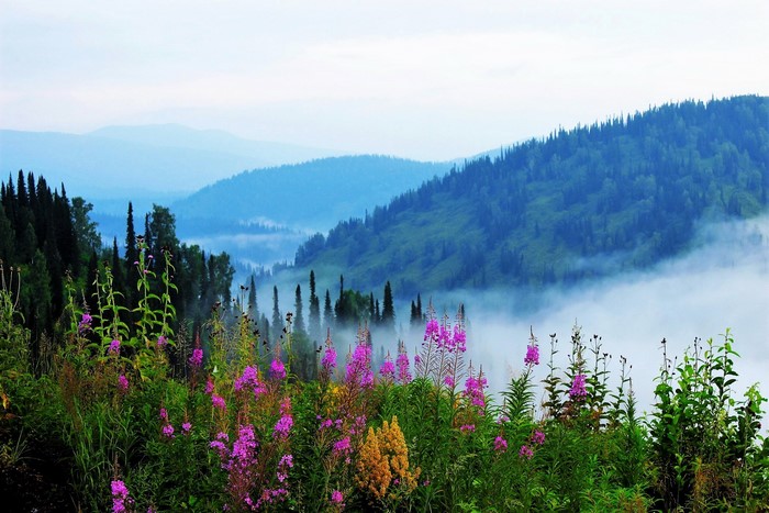 Foggy Siberian Hills with Vibrant Wildflowers