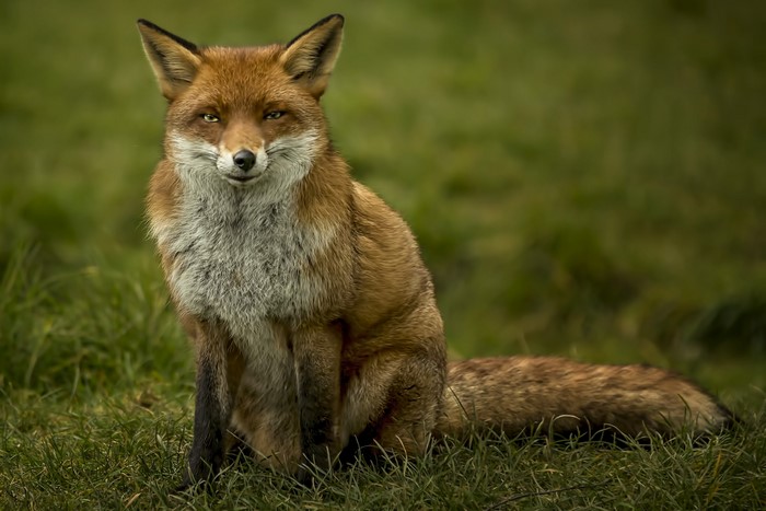 Red fox sitting in grass