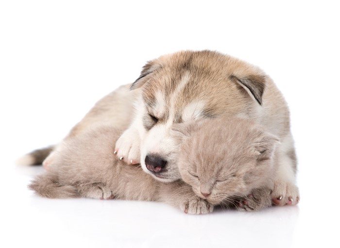 Puppy and Kitten Sleeping Together