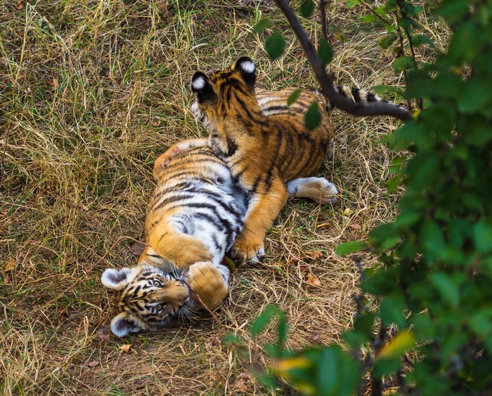 Two tiger cubs playing on the ground