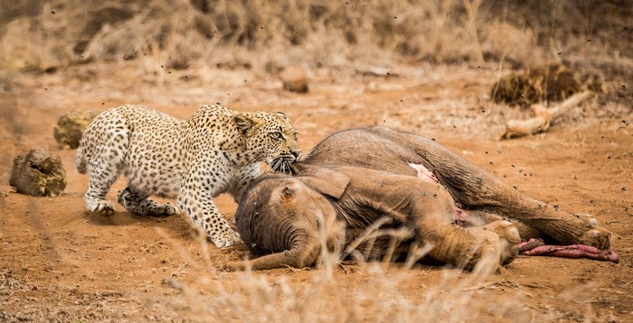 Leopard feeding on a dead elephant carcass