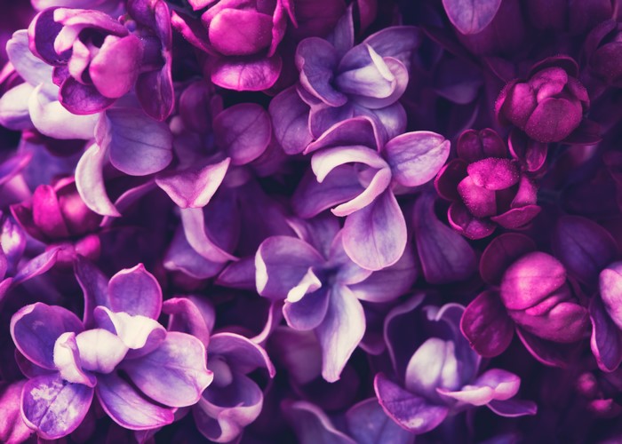 Macro closeup of purple lilac flowers