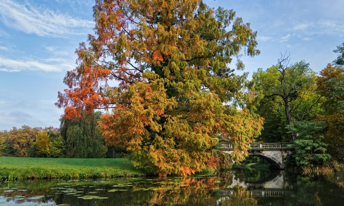 Autumn at Worlitz Gardens, Germany with Pond and Bridge