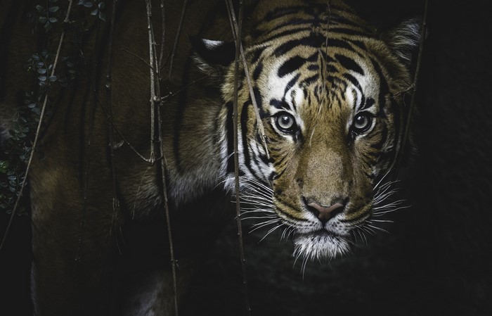 Tiger peeking through branches