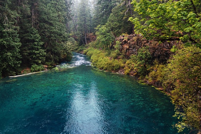 McKenzie River in Oregon Forest