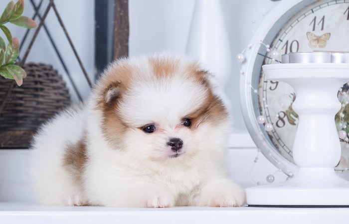 Fluffy Pomeranian puppy sitting by a clock