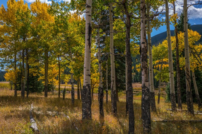 Autumn Aspen Trees in Rocky Mountain National Park