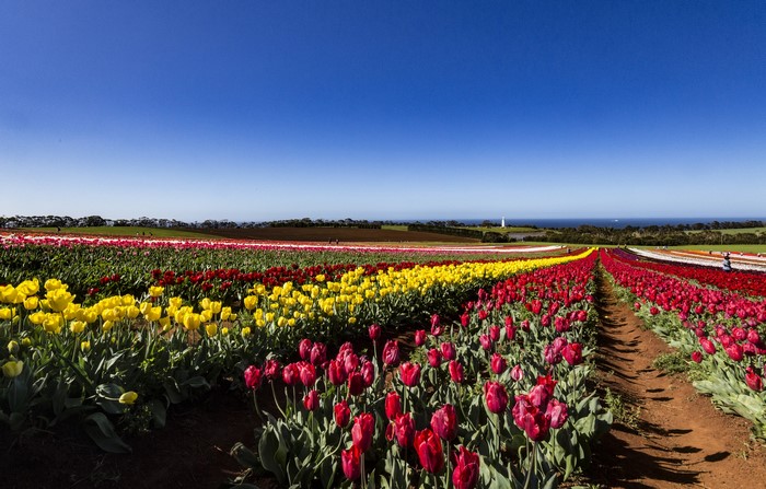 Tulip fields in Tasmania, Australia