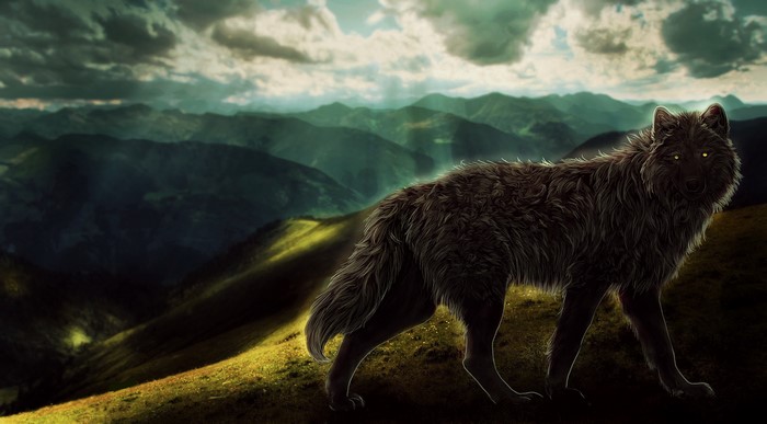 Wolf in the mountains