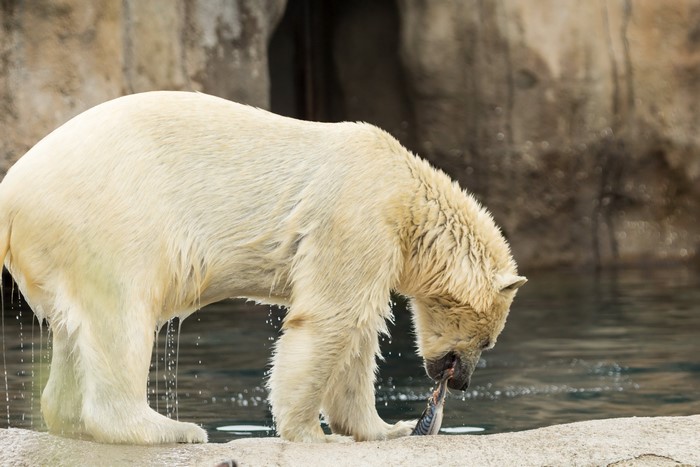 Polar bear eating fish