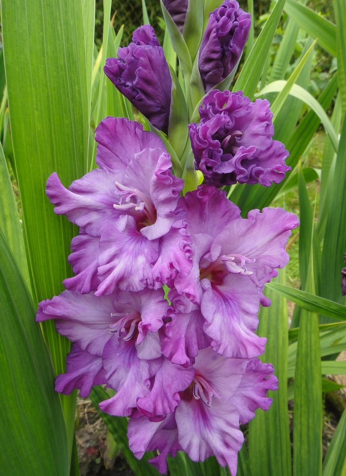 Vibrant Violet Gladiolus Flowers Closeup