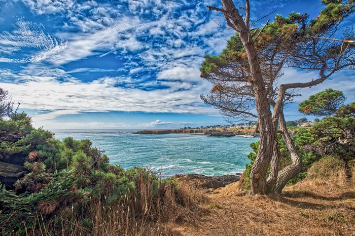 California Coastline with Pine Tree and Bay