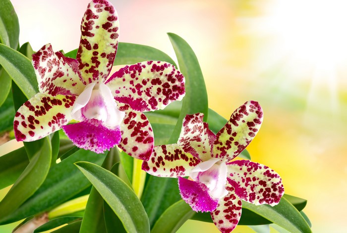 Two spotted orchids with green leaves