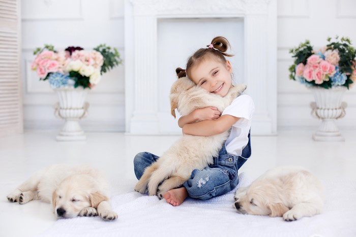 Little girl hugging a golden retriever puppy with two other puppies