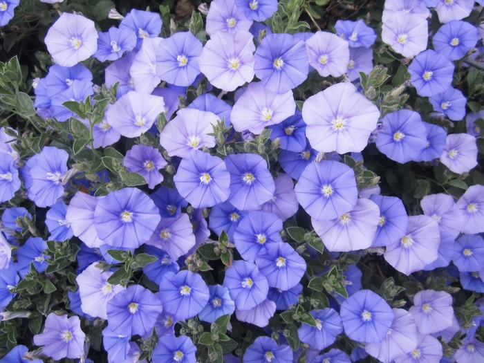 Close-up of light blue bindweed flowers
