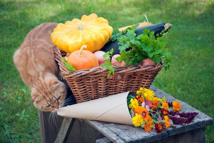 Cat and harvest basket with pumpkins and flowers
