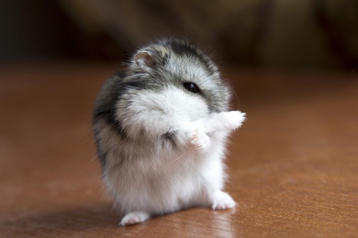 A cute hamster grooming itself