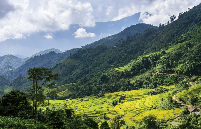 Hoang Su Phi Vietnam Rice Terraces Mountains