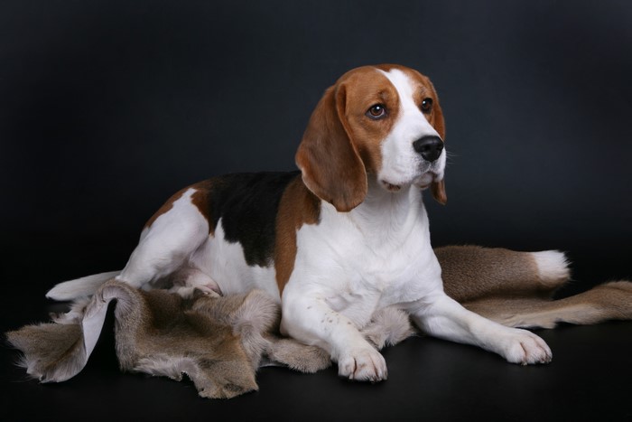 Beagle dog lying on a fur rug