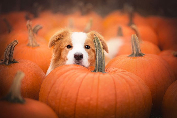 Dog peeking from behind pumpkins