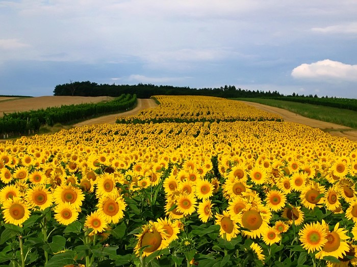 A vast field of sunflowers under a cloudy sky